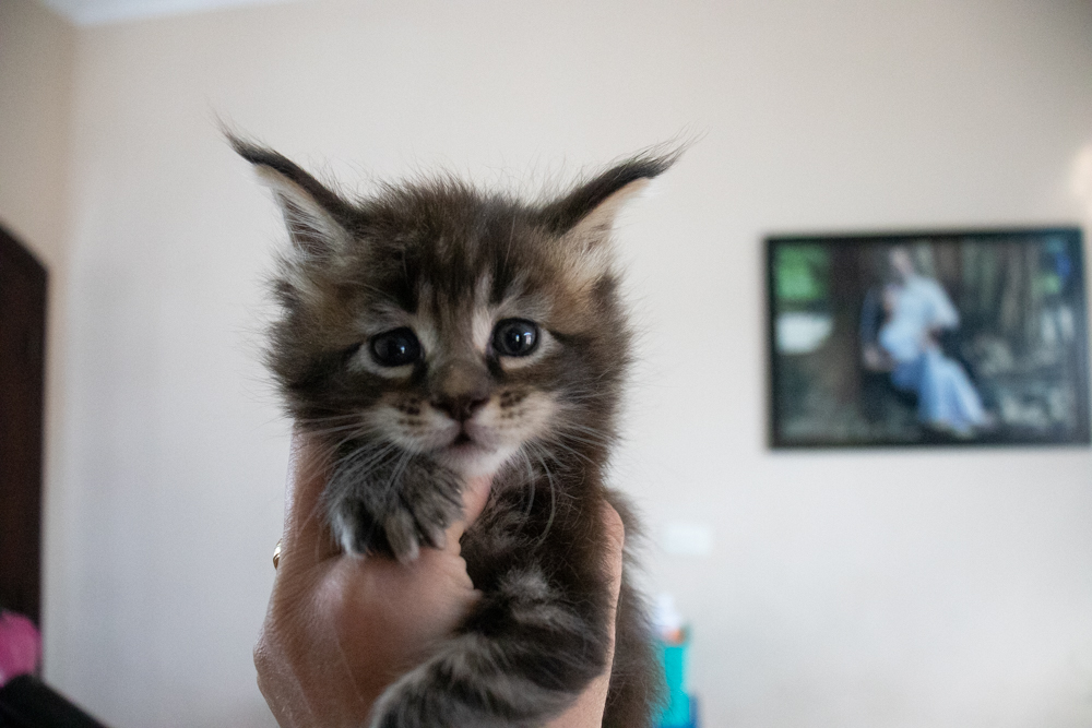 Filhote maine coon